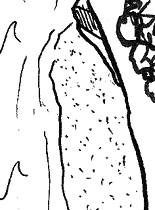 Aontas